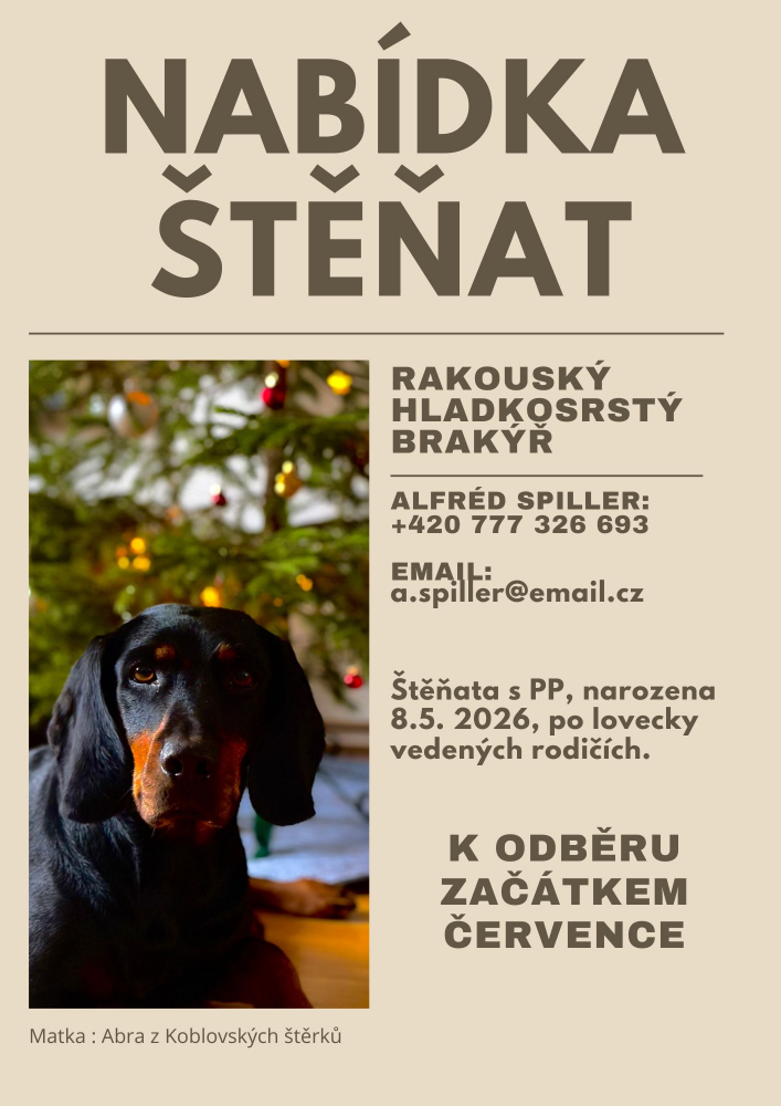 Nabídka štěňat Rakouského hladkosrstého brakýře