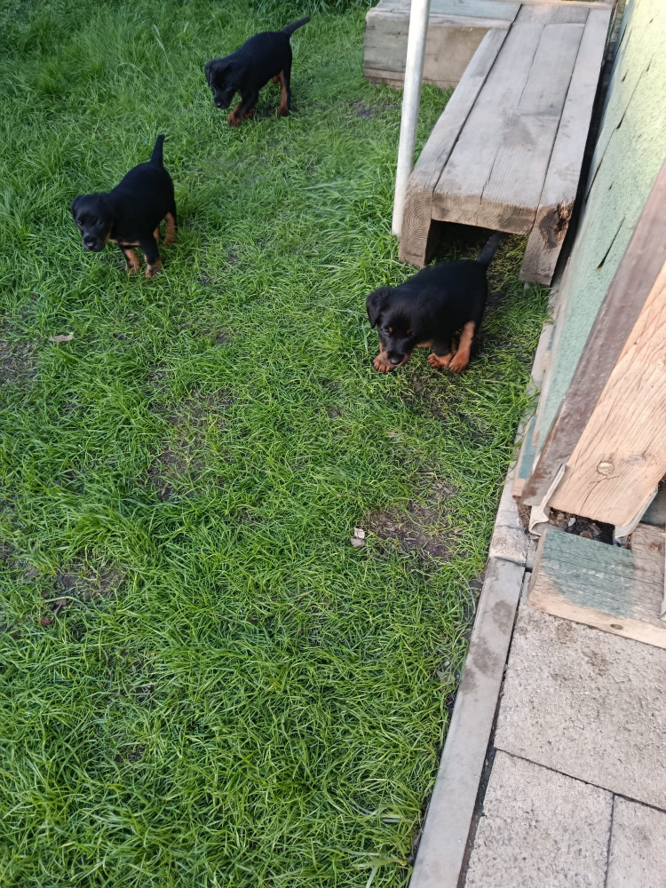 Jagdterrier