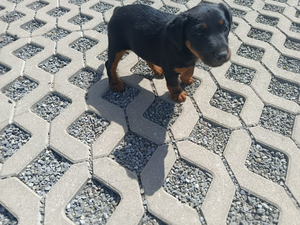Jagdterrier