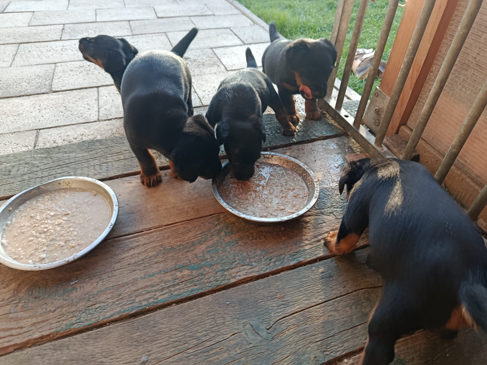 Jagdterrier