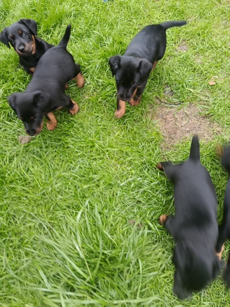 Jagdterrier