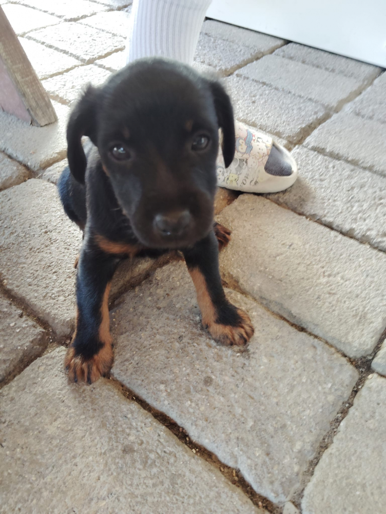 Jagdterrier
