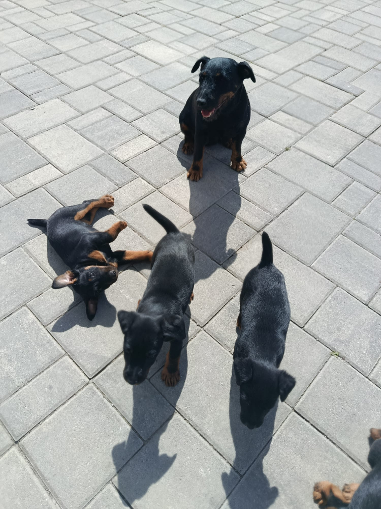 Jagdterrier