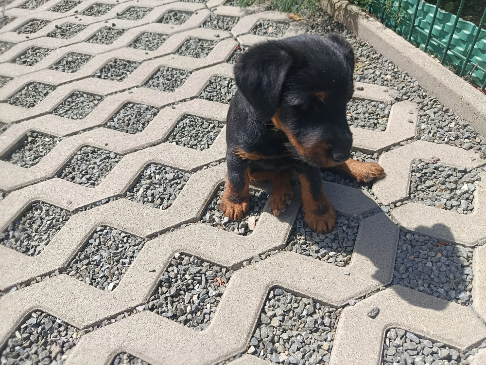 Jagdterrier