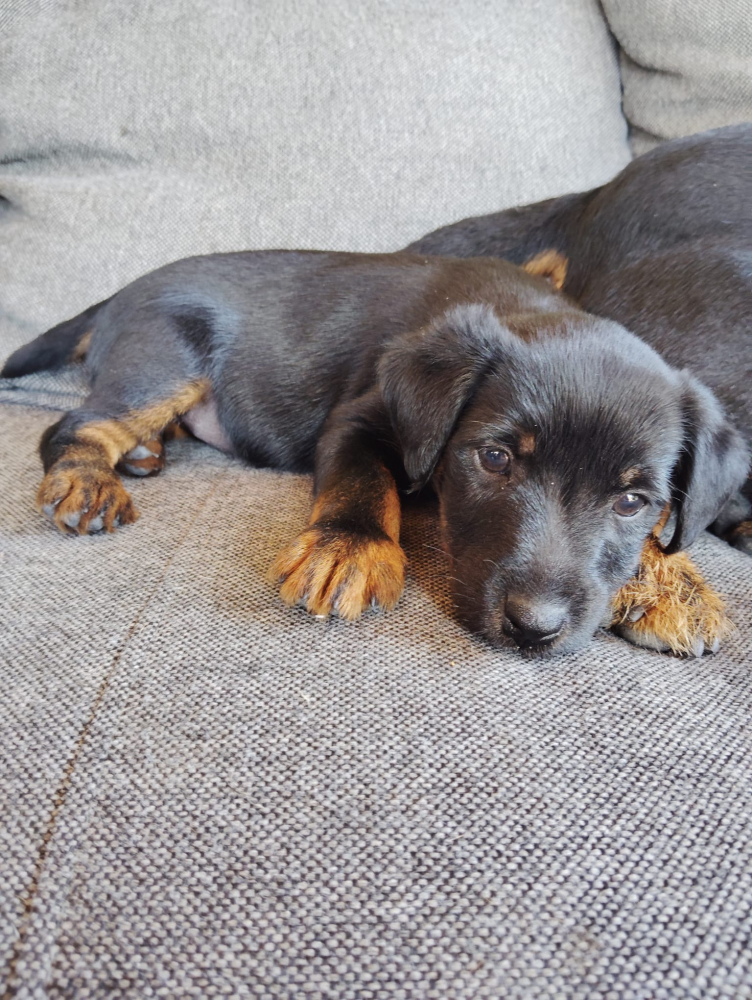 Jagdterrier