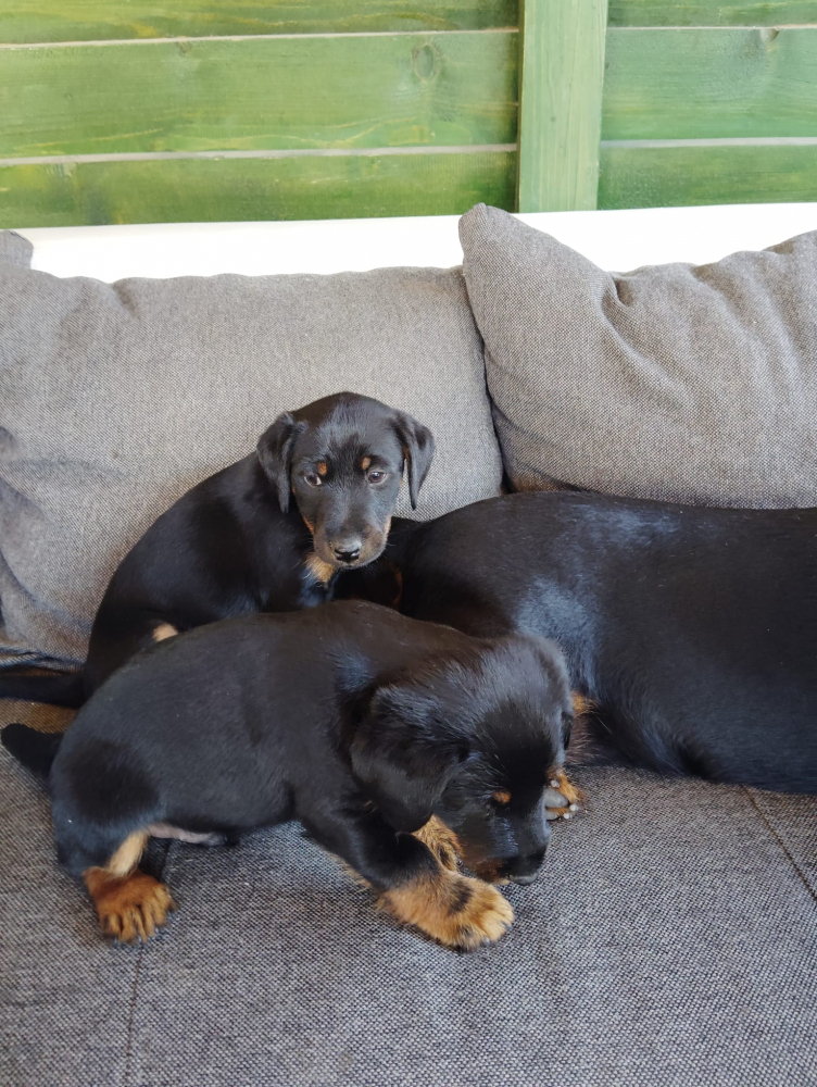 Jagdterrier