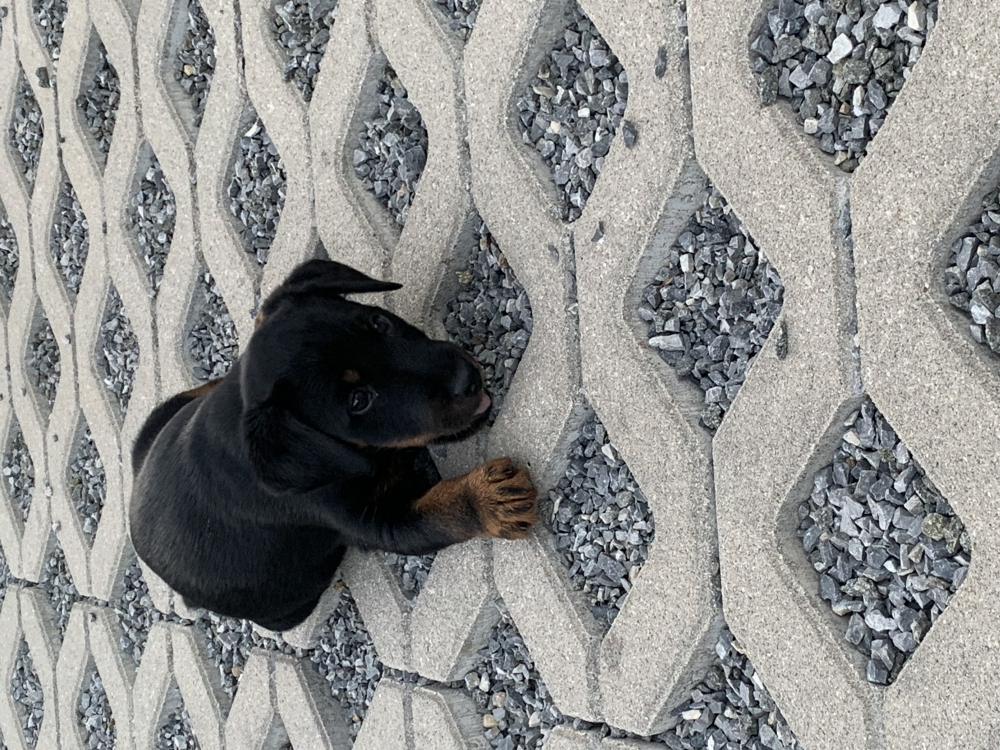 Jagdterrier