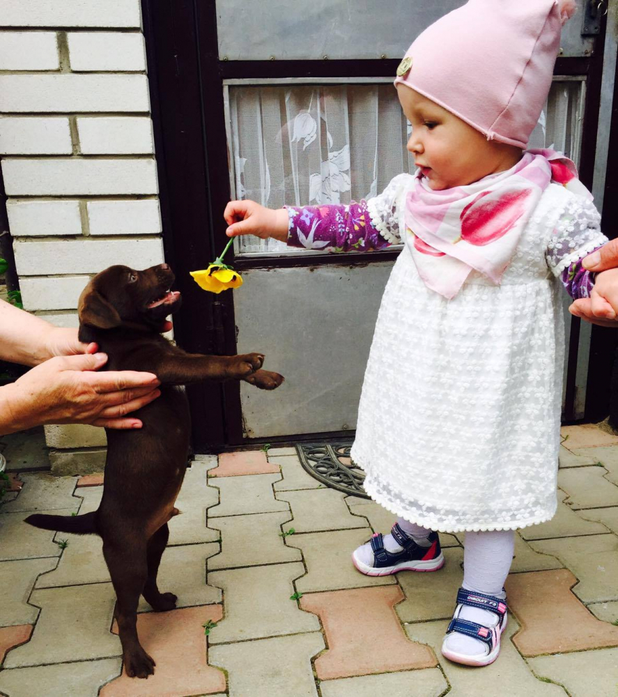 Patterdale terrier
