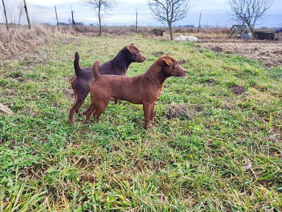 Patterdale terrier
