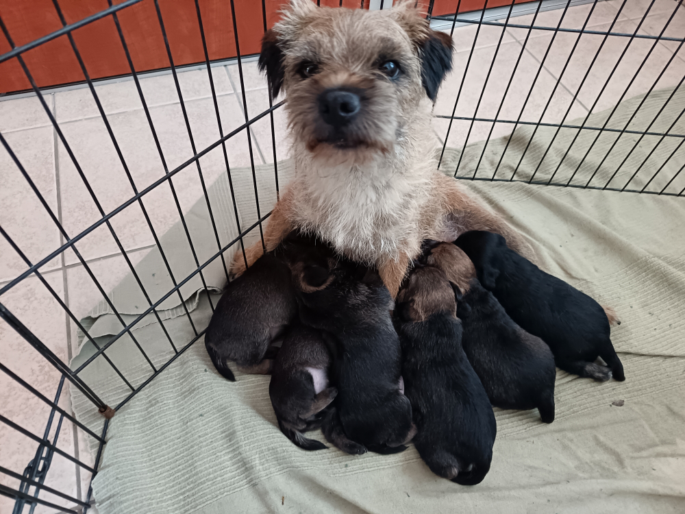 Šteniatka Border terrier s PP