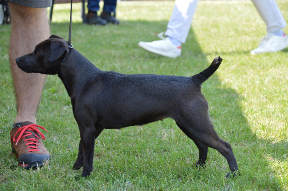 Patterdale terrier