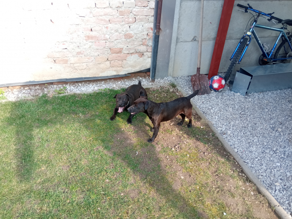 Patterdale terrier