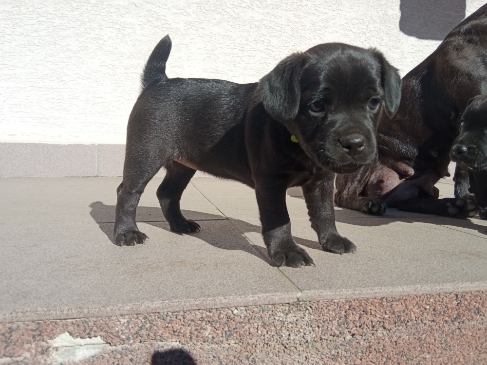 Patterdale terrier