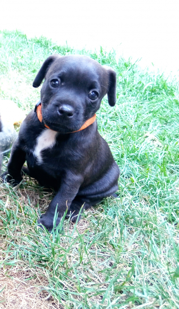 Patterdale terrier