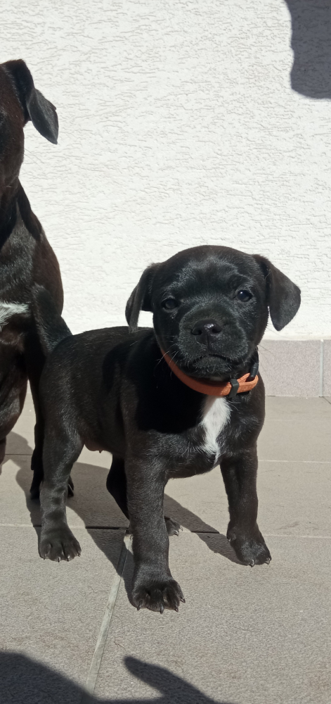 Patterdale terrier
