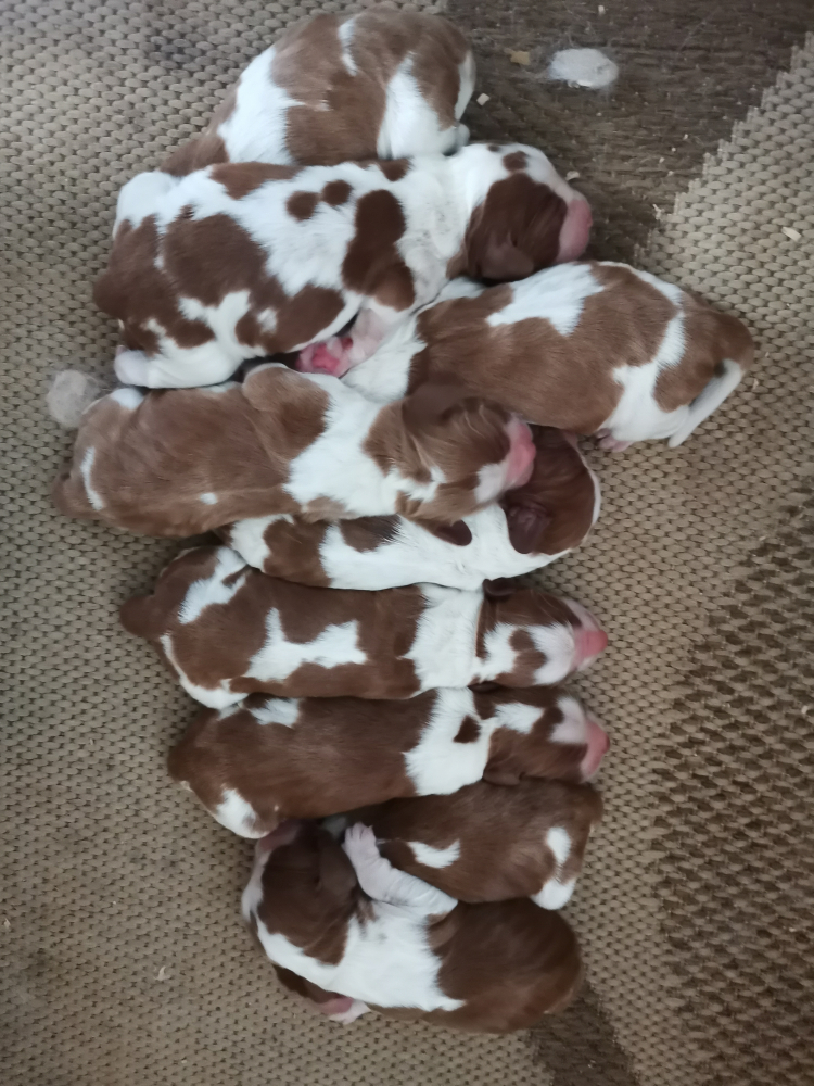 welshspringer spaniel -šteňatá