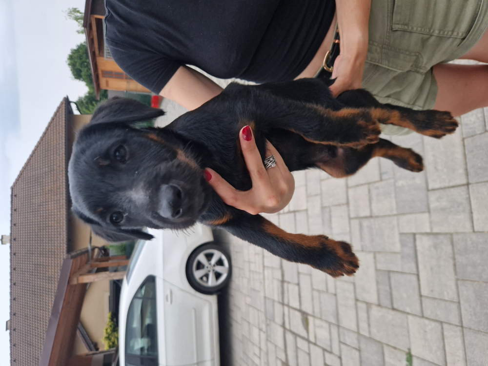 Jagdterrier