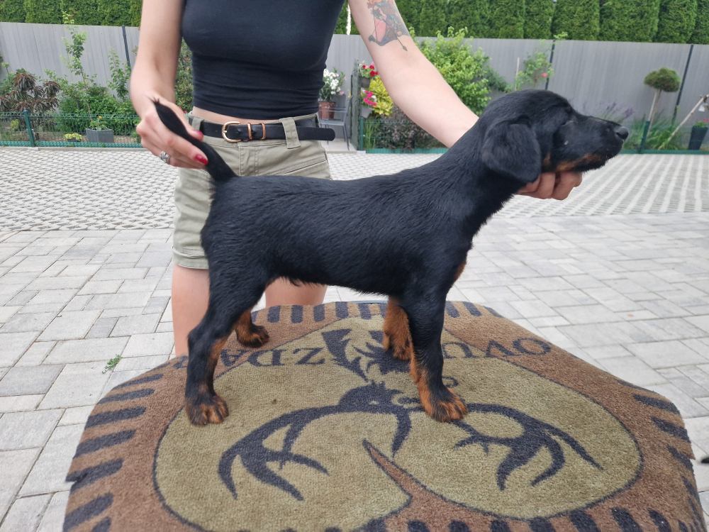 Jagdterrier