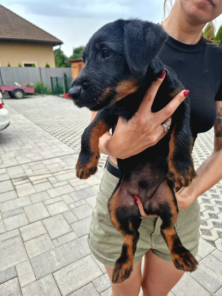 Jagdterrier