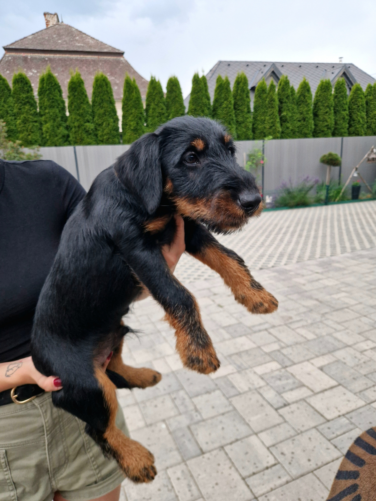 Jagdterrier