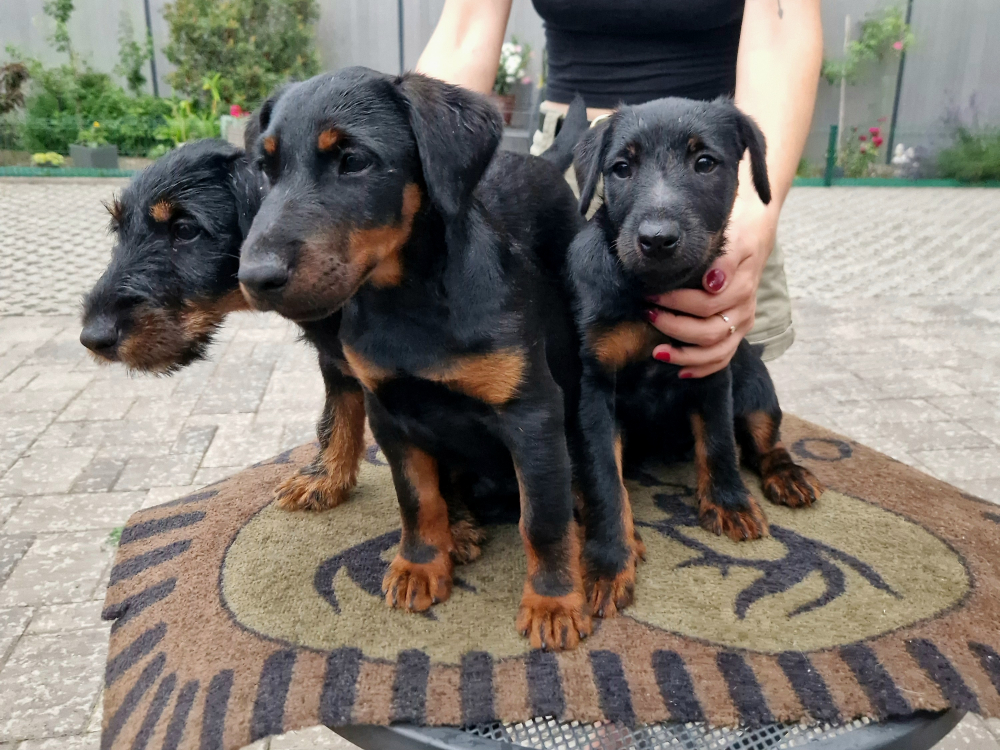 Jagdterrier