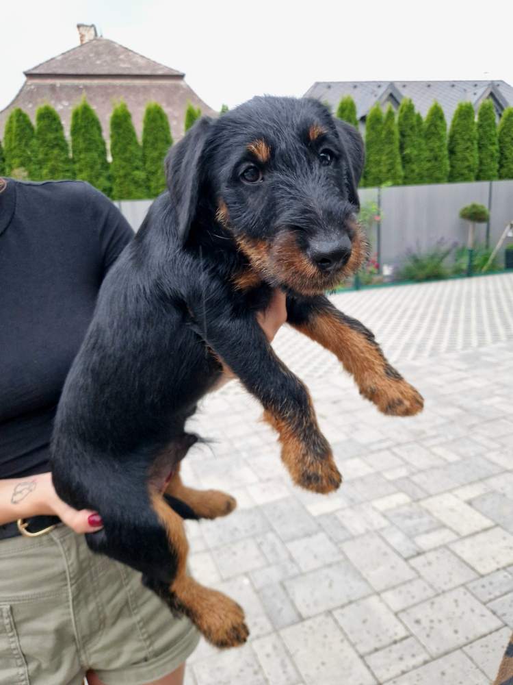 Jagdterrier