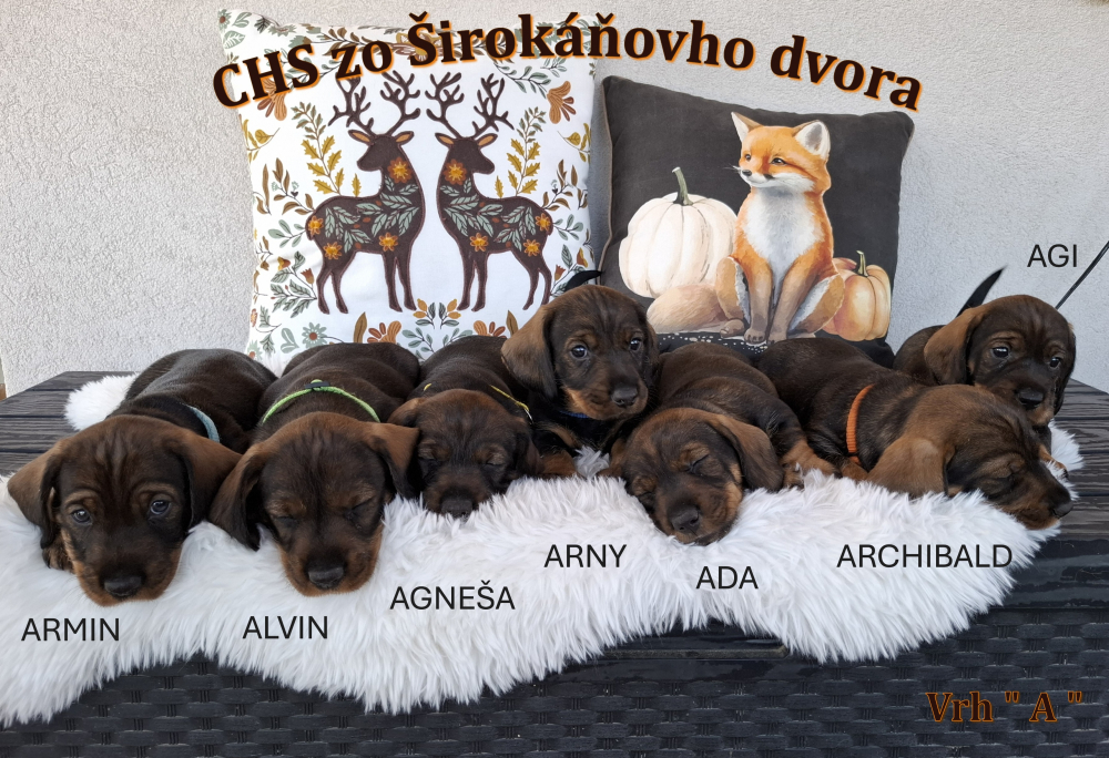 Jazvečík štandardný hrubosrstý