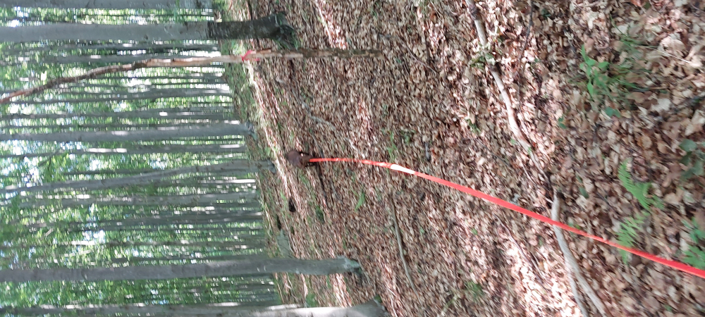 Výcvik poľovného psa