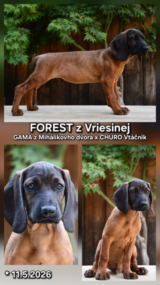 Bavorský farbiar