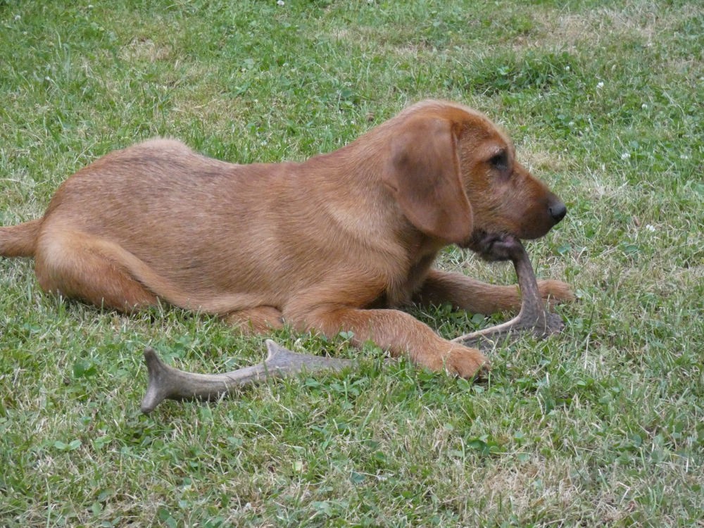 Štajersky durič
