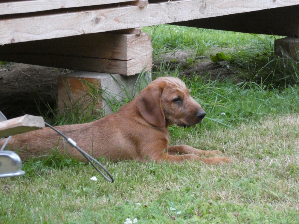 Štajersky durič
