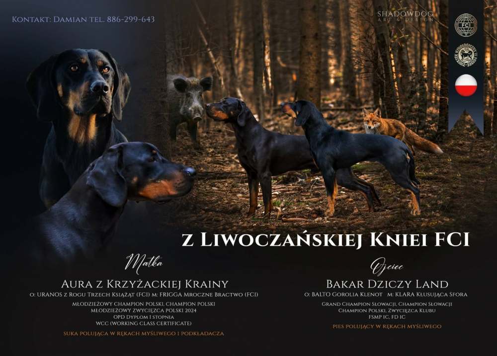 Polský honič/gończy polski - štěně