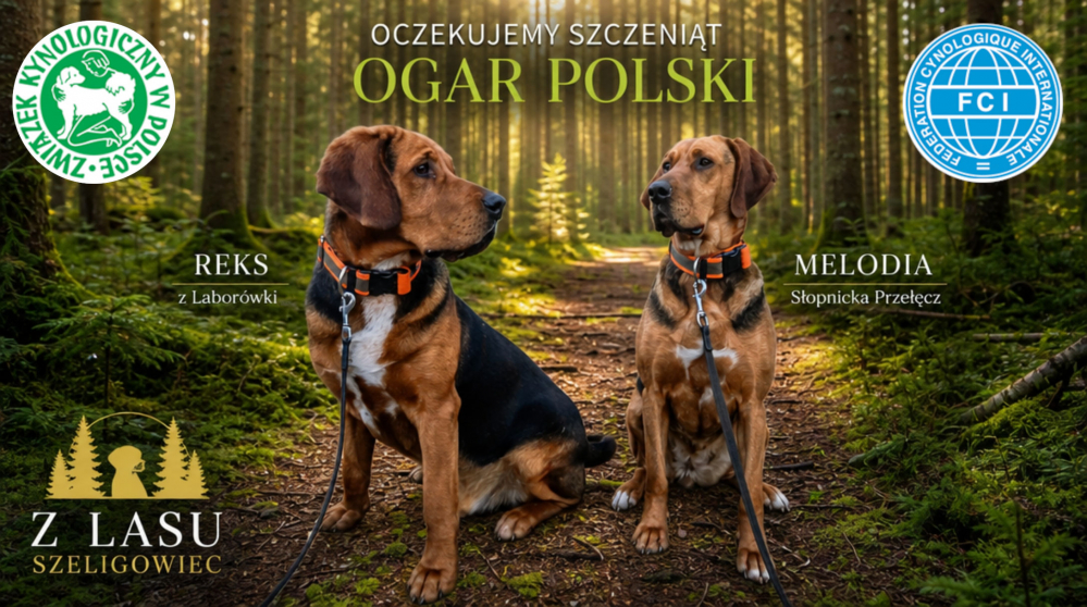 Ogar Polski - FCI
