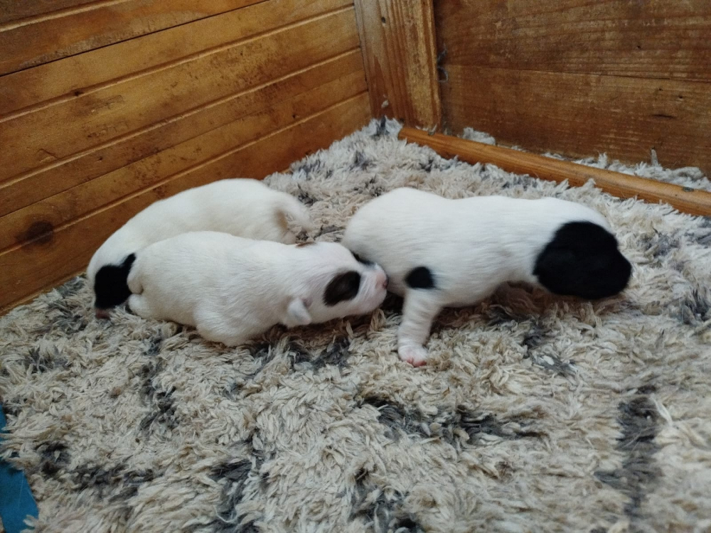 Foxterier hladkosrsty s PP šteniatka