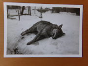 Silvester 1988