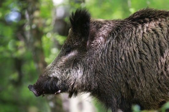 Diviak lesný v dubine
