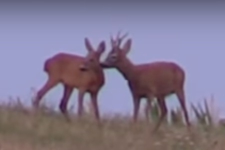 Srnčia ruja - neskutočný súboj srncov