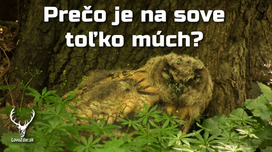 Je bežné, že je na sove toľko múch?