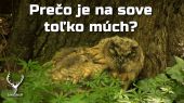 Je bežné, že je na sove toľko múch?