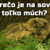 Je bežné, že je na sove toľko múch?