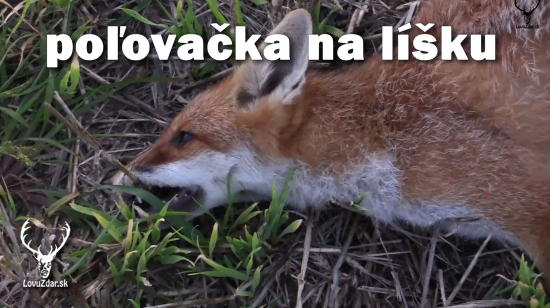 poľovačka na líšku