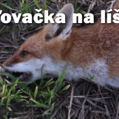 poľovačka na líšku