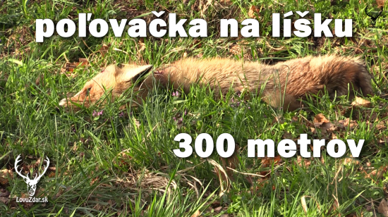 poľovačka na líšku na 300 metrov