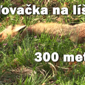 poľovačka na líšku na 300 metrov