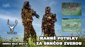 Ranné potulky za srnčou zverou | srnčia ruja 2021/2