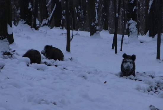 Naše prvé kamerovanie diviakov v snehu 2013