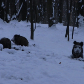 Naše prvé kamerovanie diviakov v snehu 2013