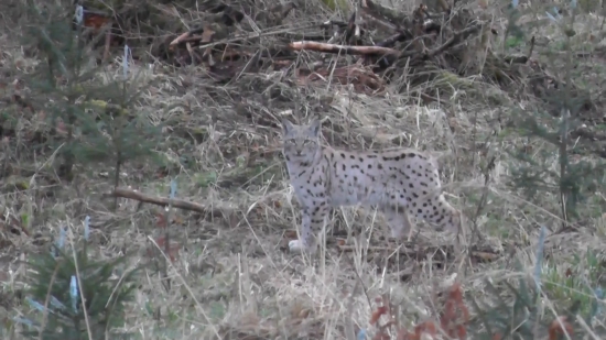 Rys hlboko v horách