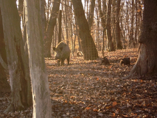 8 mesačný jazvečík v oplôtku
