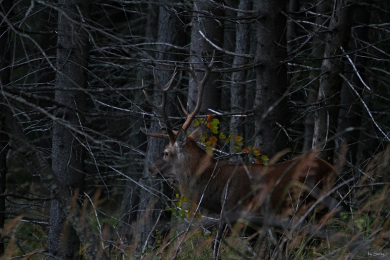 O tom, ako sme to s Ondrejom na tom Cergove konecne dali 2
